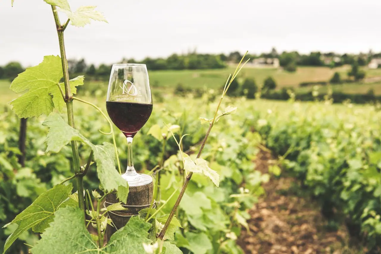 A glass of wine among the vines